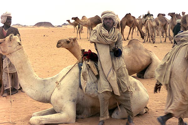 Camel Tout at the Pyramids