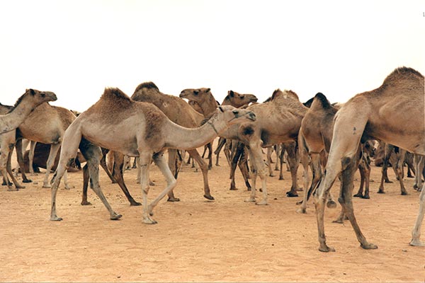 Camel Caravan in Southern Egypt