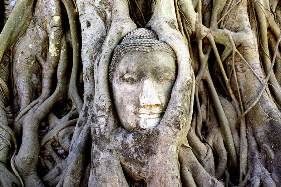 Buddha Statue Entangled in a Kapok Tree, Ayutthaya, Thailand