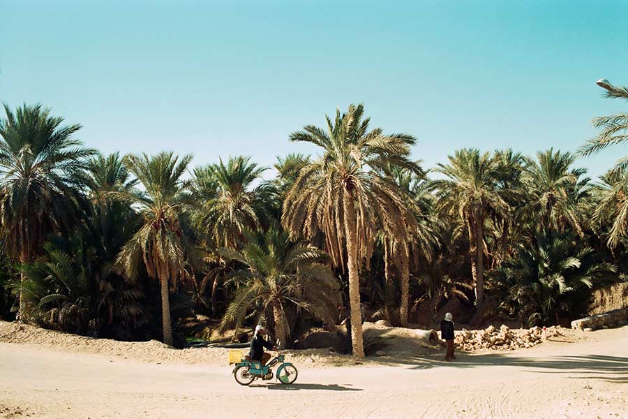 Date Palm Oasis in Nefta, Tunisia