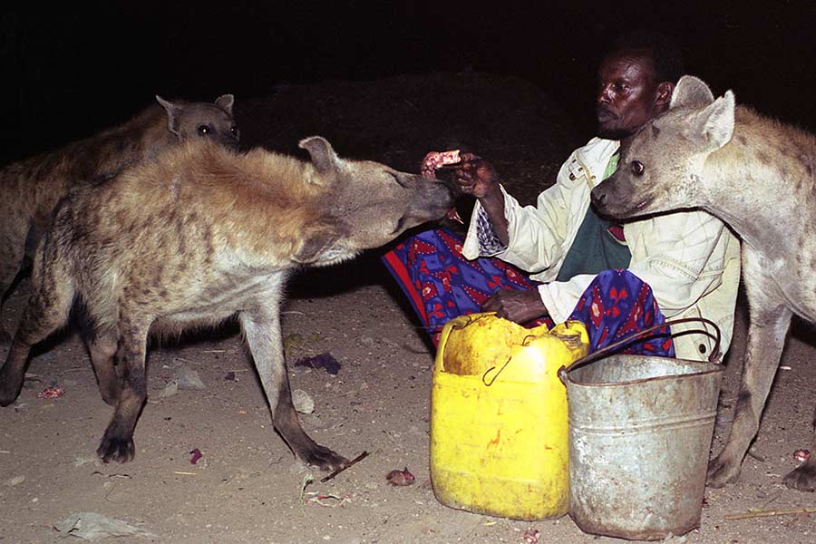 The Hyena Man of Harar, Ethiopia