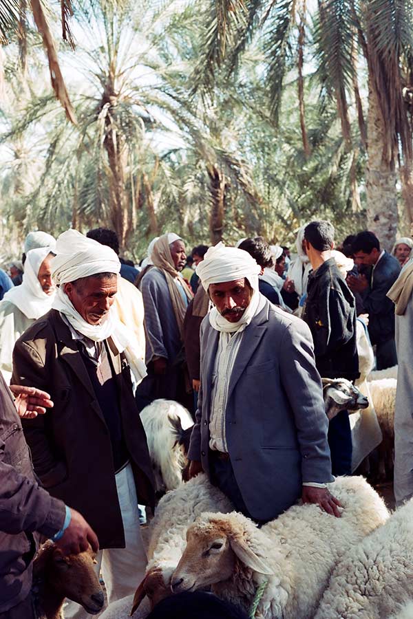 Livestock Market in Douz, Tunisia