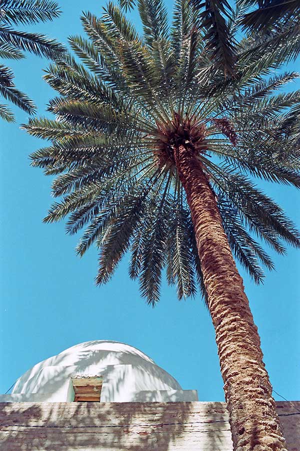 Palm Tree and Mosque in Nefta, Tunisia