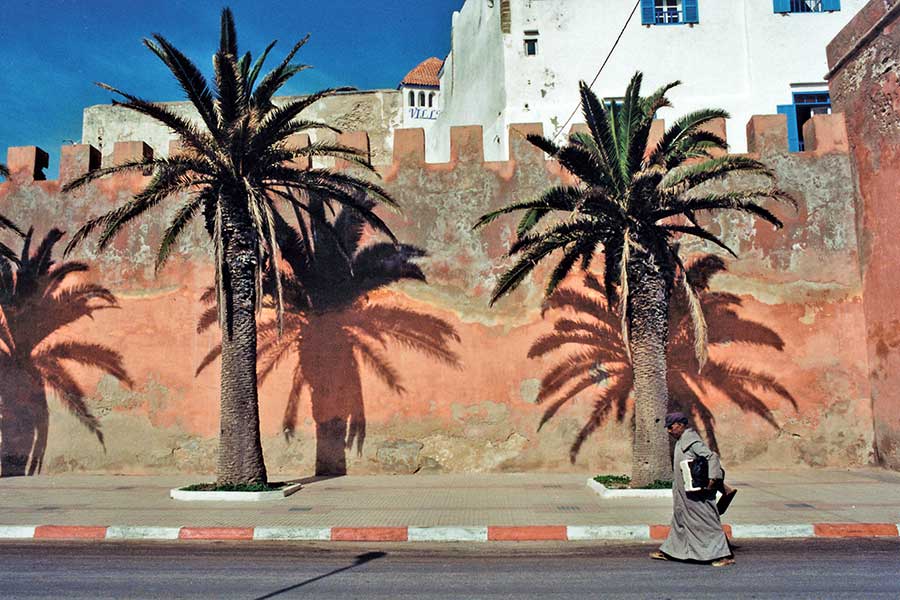 Palms and Shadows in Essaouira