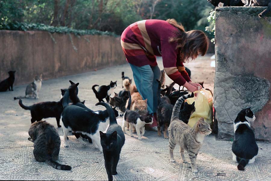 Woman With Feral Cats
