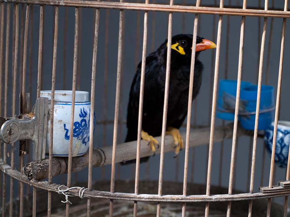 Caged Myna Near Houhai Lake, Beijing