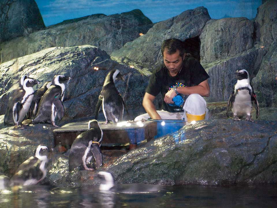 Feeding Time For Penguins at Siam Ocean World, Bangkok, Thailand