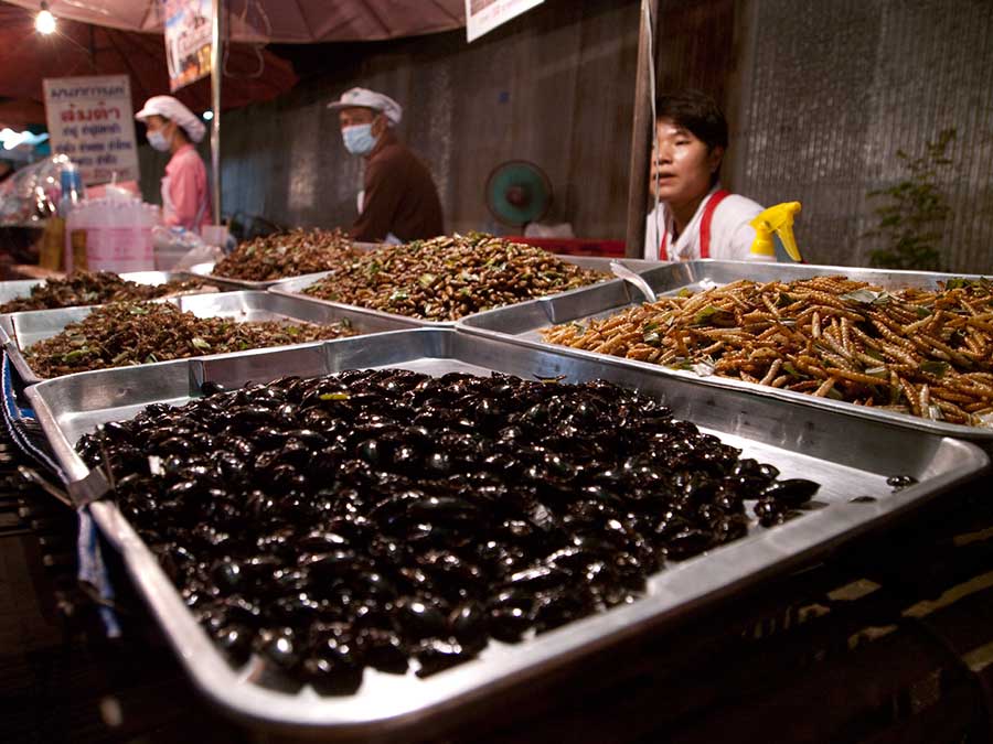 Fried Insect Snacks at the Night Market, Lamphang, Thailand