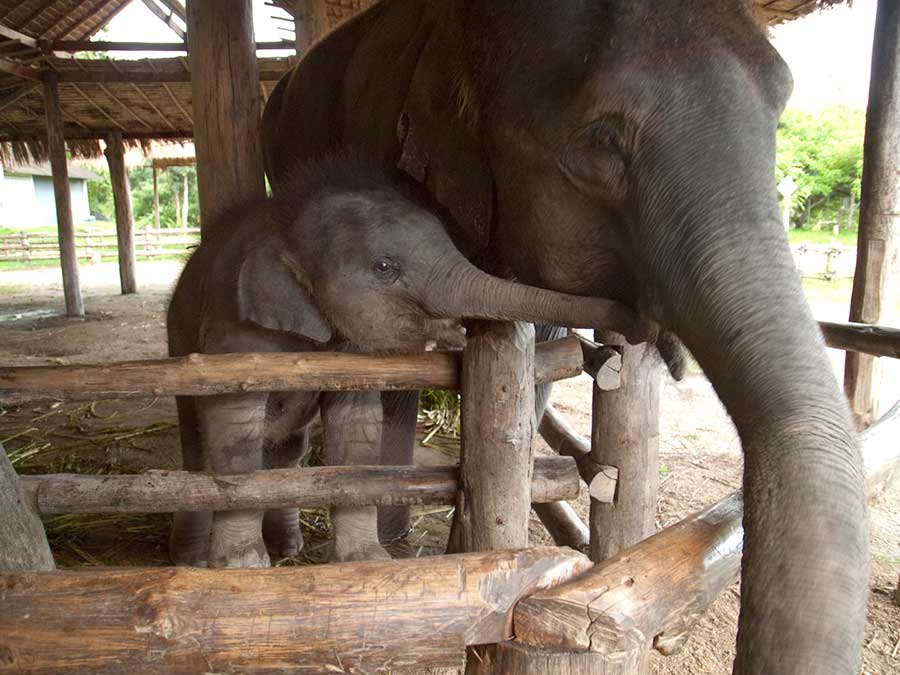 Mother and Baby Elephant at The Elephant Conservation Center in Lamphang Province, Thailand