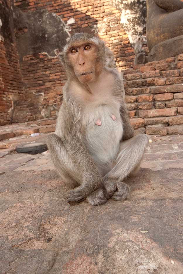 Staring Monkey at Phra Prang Sam Yod Temple in Lopburi, Thailand