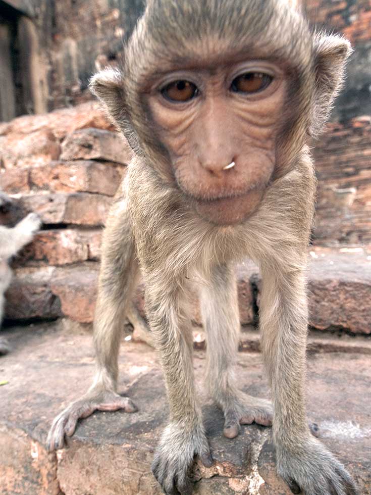 Monkey's Close Up Shot, Lopburi, Thailand