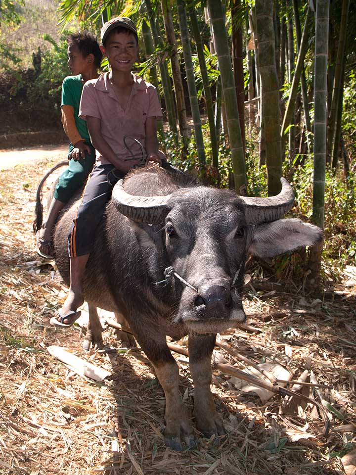 Boys Riding On A Water Buffalo in Shan State, Myanmar
